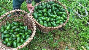 Integrated Horticulture Farm in Mongar Bhutan – sustainable agriculture in Mongar Bhutan travel guide