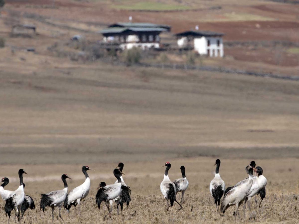 Bhutan Birding Tour 2026 - Black-Necked Cranes in Phobjikha Valley