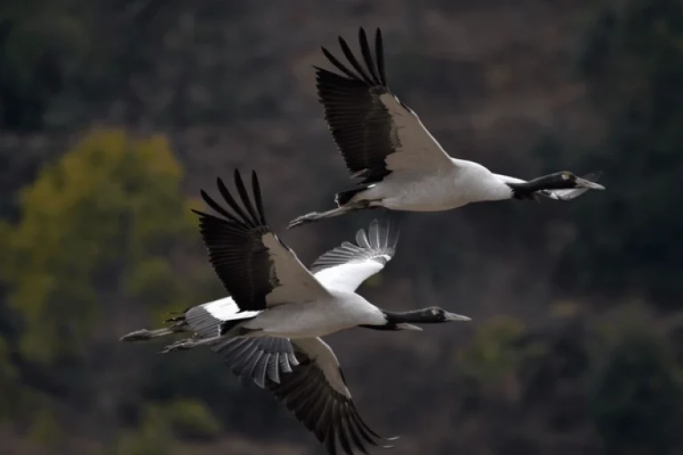Black necked crane - black necked crane festival