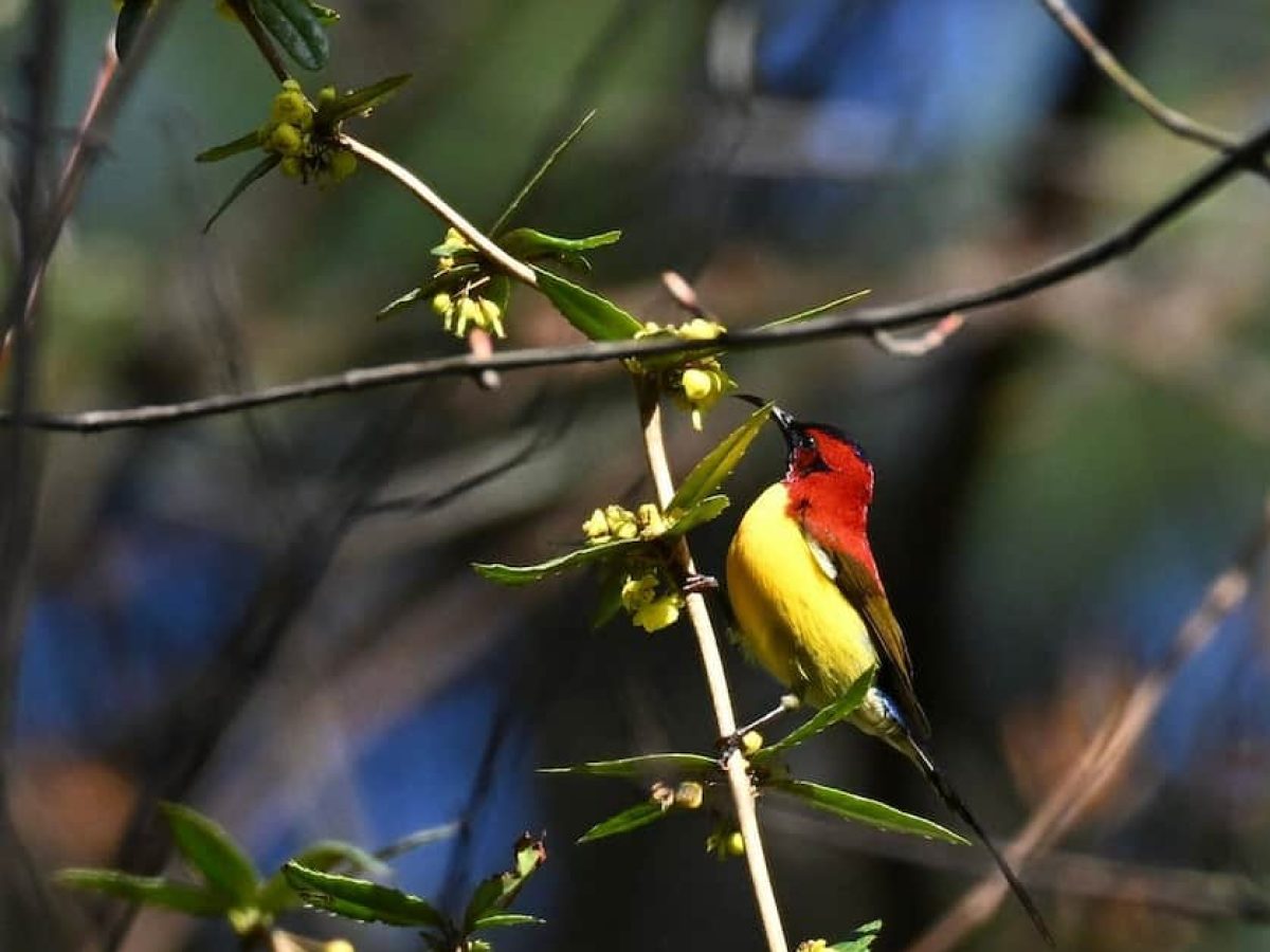 Mrs. Gould's Sunbird spotted on a Bhutan birding and cultural tour